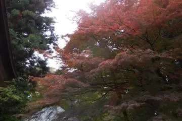 <p>Hiraizumi</p>
