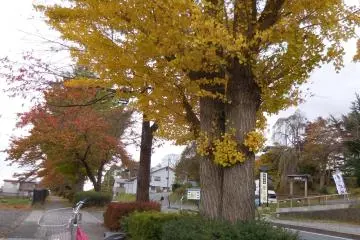 <p>Hiraizumi</p>