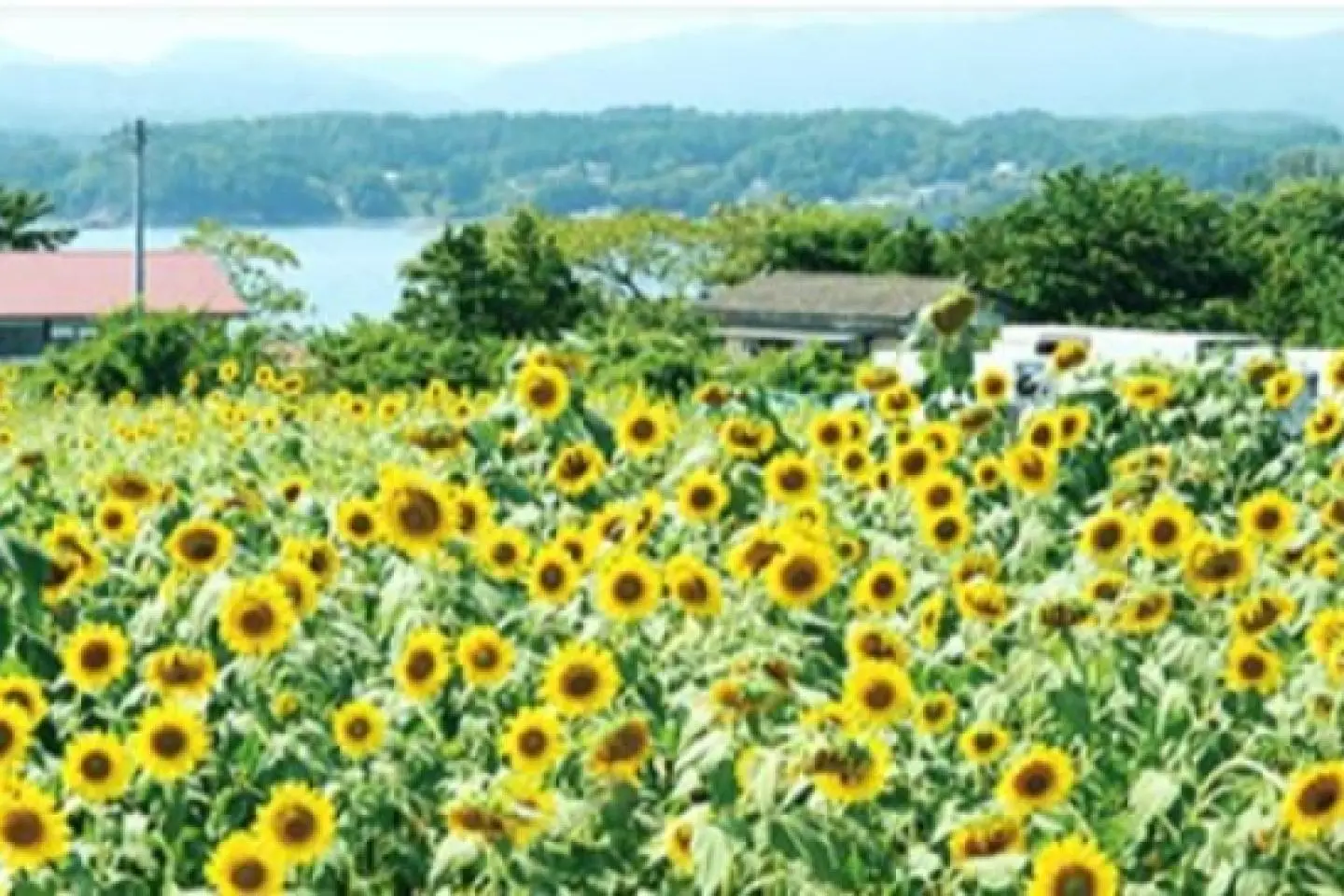 Alternative Tourism in Minamisanriku