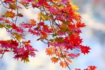 <p>Les gorges de Naruko sont c&eacute;l&egrave;bres pour leurs couleurs d'automne</p>