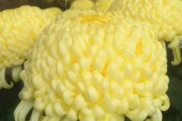 <p>Chrysanthemums Kuning</p>