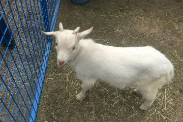 <p>Kambing yang ramah di area binatang sentuh</p>