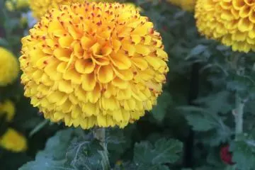 <p>Chrysanthemum kuning yang menarik</p>