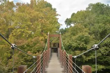 <p>The aerial promenade takes you through the thick woods</p>