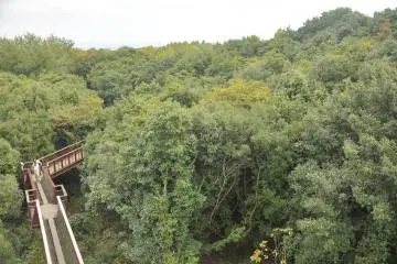 <p>The promenade winds through trees and let you observe them closely from the above</p>
