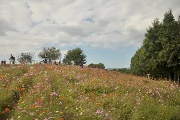 <p>In early autumn, flowers blossom and form a field of rich colors</p>
