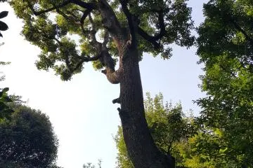 <p>긴 세월을 버티고 서 있는 근엄한 모습의 녹나무.&nbsp;정원에는 이런 아름드리 나무들이 여기저기 서 있다.</p>