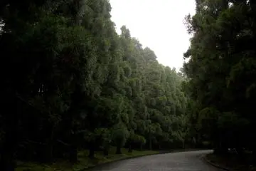 <p>Pepohonan indah tumbuh sepanjang kuburan</p>