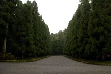 <p>Pepohonan di sini benar-benar indah</p>