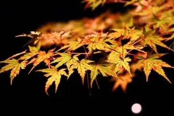<p>Les feuilles dor&eacute;es scintillent le soir&nbsp;</p>