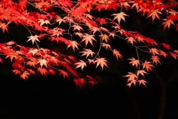 <p>Un rouge parfait brille &agrave; travers les t&eacute;n&egrave;bres</p>