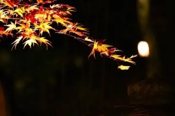 Les Illuminations en Automne 2026