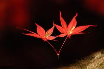 <p>J'en ai trouv&eacute; une mignonne</p>