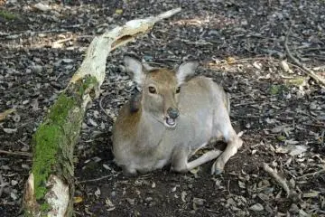 <p>The deer of Nara Park were present until we got past the grounds of Kasuga Shrine. They were calm enough to allow for numerous photos</p>