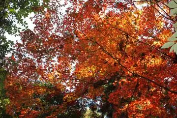 <p>Autumn foliage brightened the hike in numerous locations &nbsp;</p>