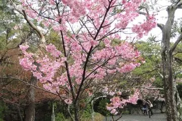 <p>Cerisier en fleurs dans le jardin du temple</p>