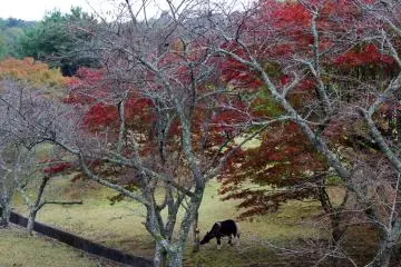 <p>A pony grazes under red maples</p>
