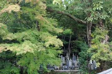<p>These maples at Chokyuji Temple's graveyard tease the imagination with their autumn potential</p>