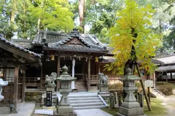 <p>A golden sumac at Hasshira Shrine</p>
