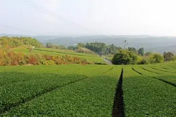 <p>Green tea plantations stretch away into the distance opening the view from the slopes of Mt. Kono</p>
