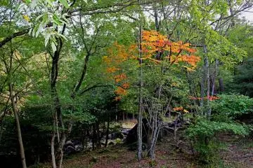 <p>A fiery sumac at the Nabekura-kei depression</p>
