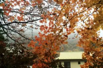 <p>Momiji leaves usually turn yellow or red.</p>