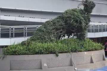 A topiary dinosaur inside