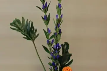 <p>My finished arrangement. The elements are indicative of the August summer season</p>