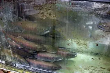 <p>Another view of the amago tank</p>