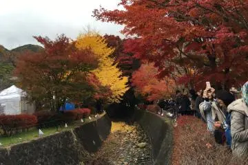 노란 은행잎도 있다.