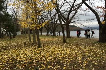 일부 은행 나무 노란 잎은 호숫가 근처에 남아 있다.