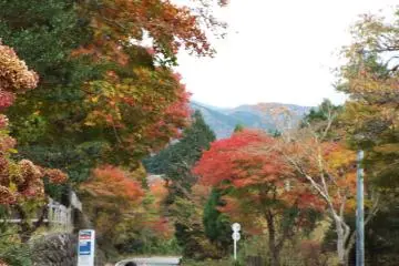 <p>Warna-warni musim gugur di Sengoku &nbsp;</p>