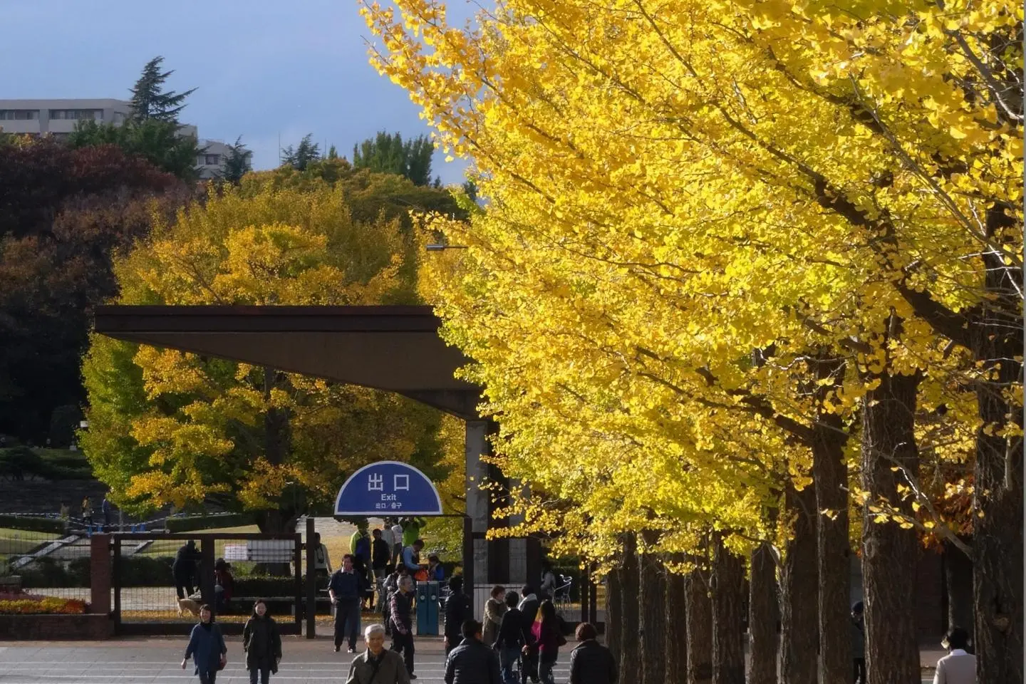 Autumn at Showa Kinen Park