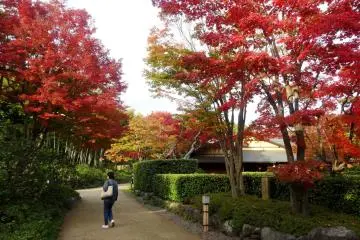 จุดที่มีสีสันสดสวตที่สุดคือหลังโรงน้ำชาของสวน