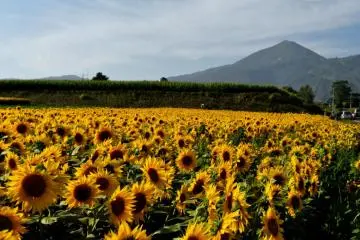 Sunflowers on the road to Toya (Photo: Cliff Bernstein)