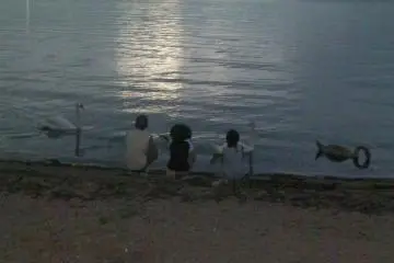 Sunset  with the geese