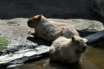 Capybara