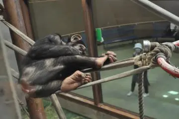 Chimpanzee