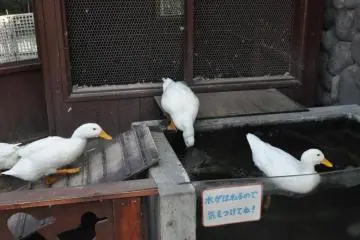 White ducks
