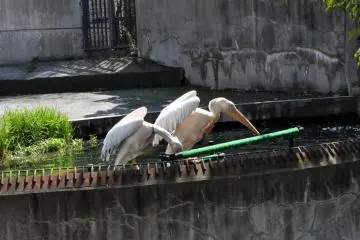 Pelicans