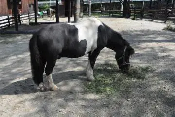 Pony
