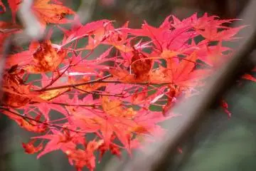 Some red foliage hanging over the side of Dodokoro Suspension Bridge