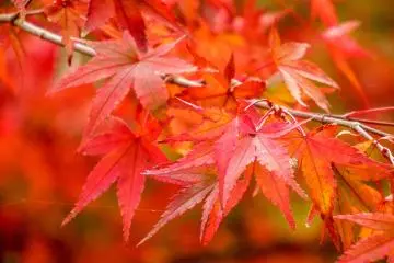 Amongst the wide array of colors were these vibrant orangey-red leaves