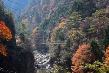 <p>The suspension bridge (one of many along the trail) from which the picture of the fish was taken</p>