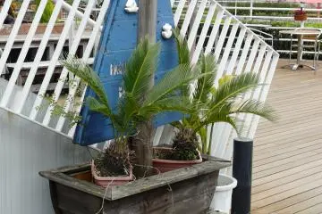 Decoration of a coastal cafe (Photo: Olga Kaneda)