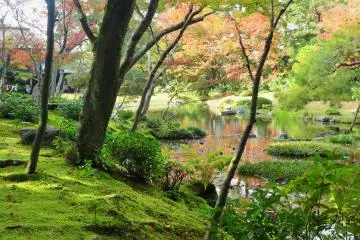 <p>Color peeks through the slender trunksk of the trees</p>