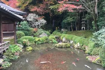 <p>A lovely koi pond</p>