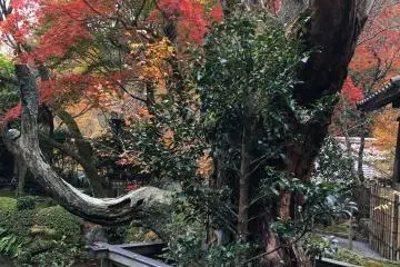 <p>The remains of a 1,000 year old pine tree that was affected by a major fire in 2000 and later withered in 2004.</p>
