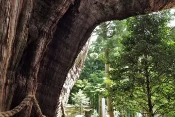 <p>It is hard to judge the amazing size of these trees in a photograph.</p>