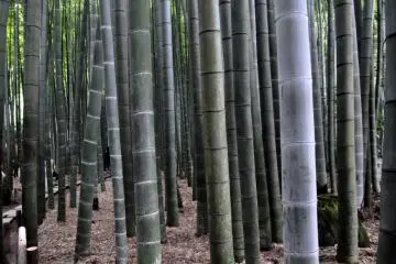 Moso Bamboo grove